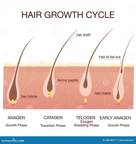 Understanding the Hair Growth Cycle