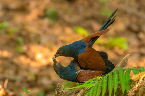 Understanding the Hidden Significance of Farm Animal Courtship in Dreams