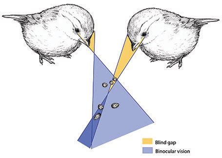 Understanding the Hidden Significance of a Passed Away Avian Vision