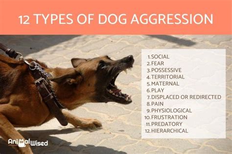 Understanding the Hostility in Canine Assaults