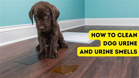 Understanding the Impact of Canine Urine on Indoor Surfaces