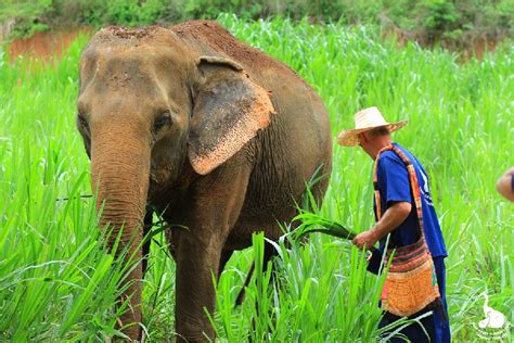 Understanding the Importance of Elephant Conservation Programs