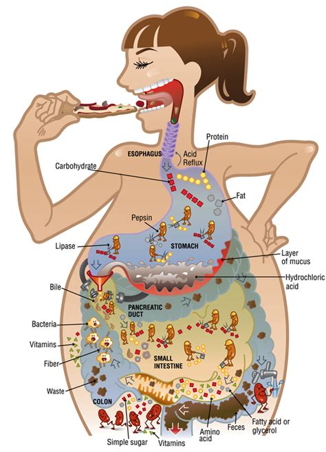 Understanding the Influence of Diet and Digestive Health on Dream Symbolism