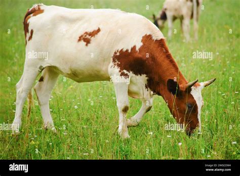 Understanding the Instincts: Why Cows Engage in Pursuit