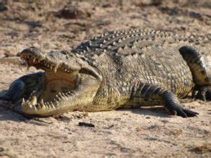 Understanding the Legalities of Keeping a Crocodilian Companion