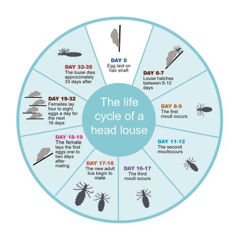 Understanding the Life Cycle of Lice: Key to Successful Eradication