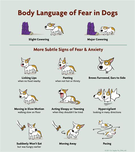 Understanding the Manifestation of Fear Through Interpretation of Violent Canine Encounters