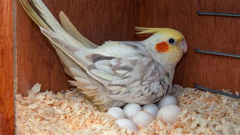 Understanding the Meanings Behind the Dreams of Avian Egg-Laying