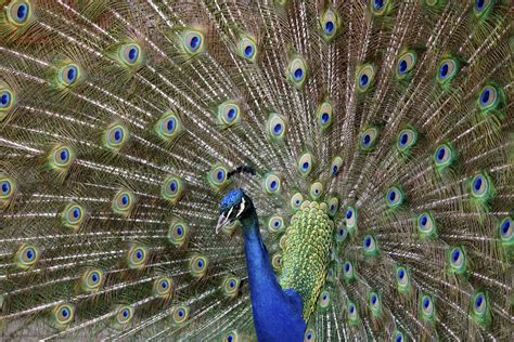 Understanding the Peacock as a Symbol of Pride and Vanity