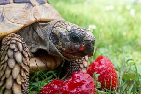 Understanding the Possible Interpretations of Eating a Tortoise in a Dream