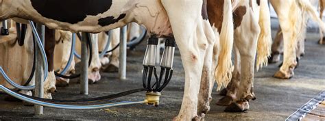 Understanding the Process of Extracting Nourishing Milk from Cows