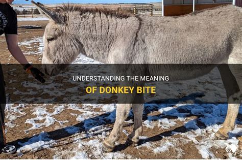 Understanding the Psychological Significance of Donkey Bites