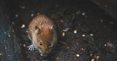 Understanding the Psychological Significance of Dreaming About a Indigo Rodent