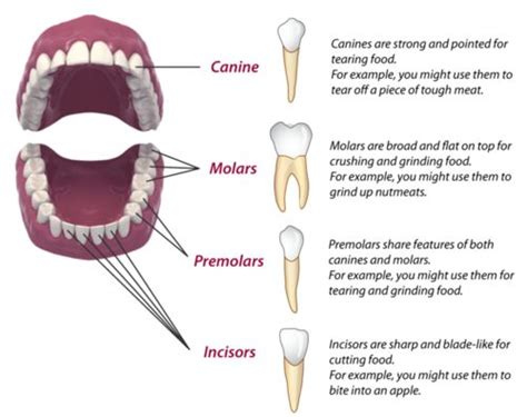 Understanding the Purpose and Function of Third Molar Teeth