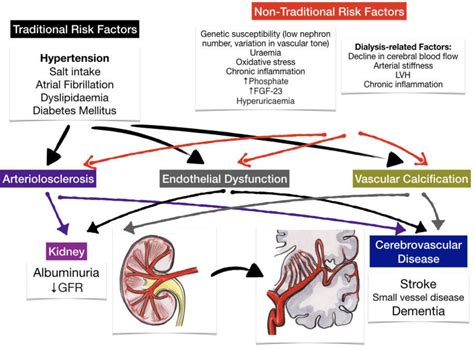 Understanding the Relationship Between Dreams and Renal Disorders