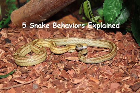 Understanding the Requirements and Behaviors of Serpents