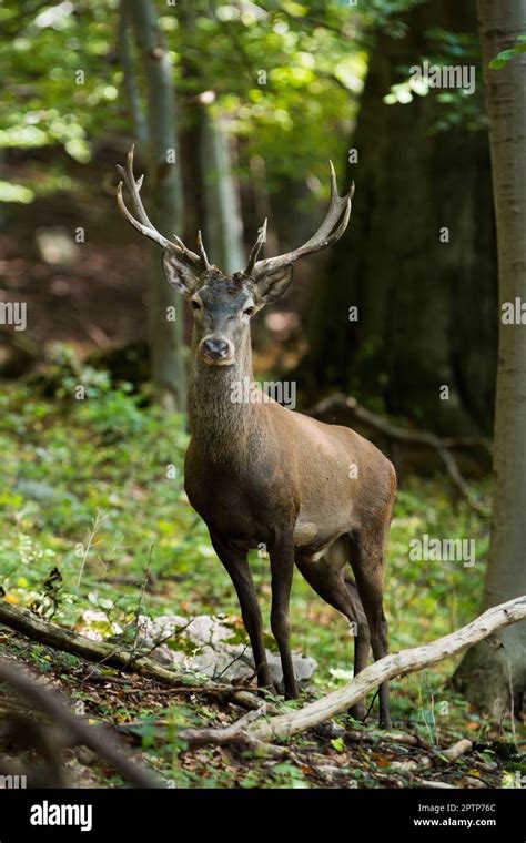 Understanding the Sacredness of Stag Antlered Mammals