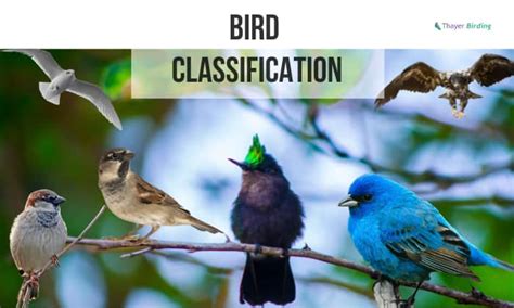 Understanding the Significance of Avian Preservation