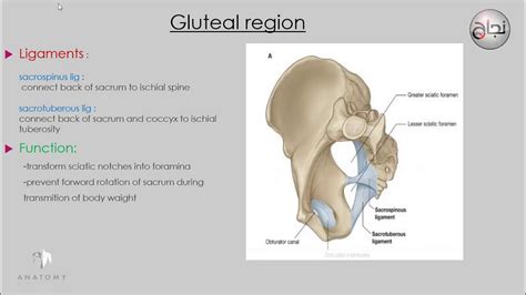 Understanding the Significance of Being Targeted in the Gluteal Region