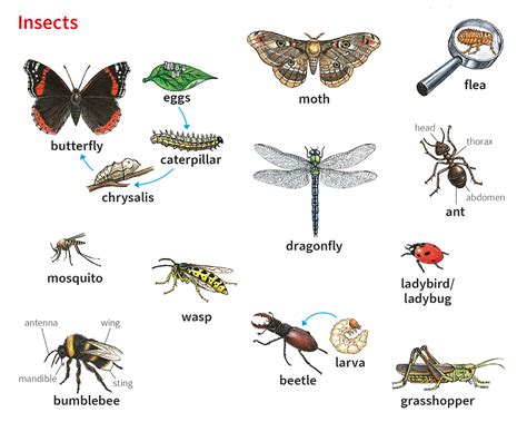 Understanding the Significance of Bugs Emerging from the Leg