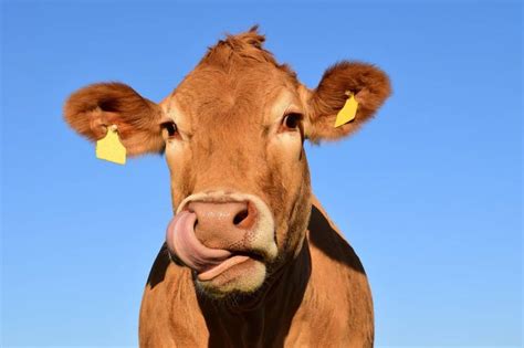 Understanding the Significance of Dreams Associated with Cow Biting