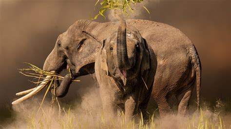 Understanding the Significance of Play for Infant Pachyderms' Growth