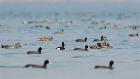 Understanding the Significance of Preserving Waterfowl
