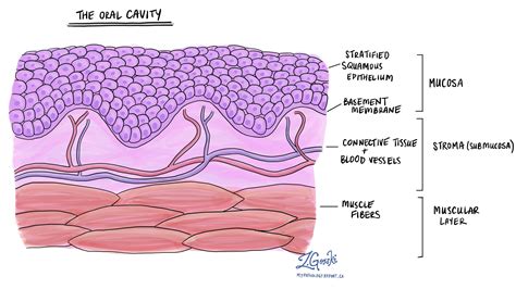 Understanding the Significance of Spiders in Residing Within the Oral Cavity