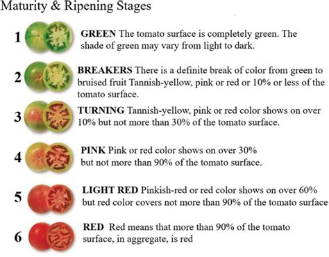 Understanding the Significance of Tomato Ripeness