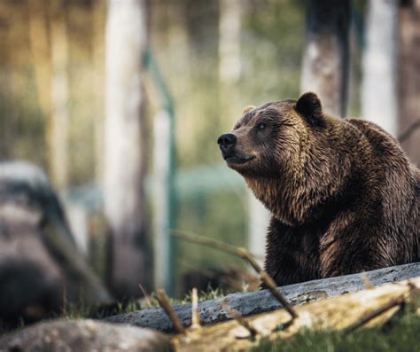 Understanding the Significance of Various Types of Bear Dreams