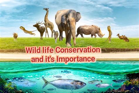 Understanding the Significance of Wildlife Conservation