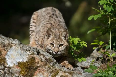 Understanding the Significance of the Bobcat as a Spirit Animal