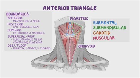 Understanding the Significance of the Neck: A Deeper Exploration 