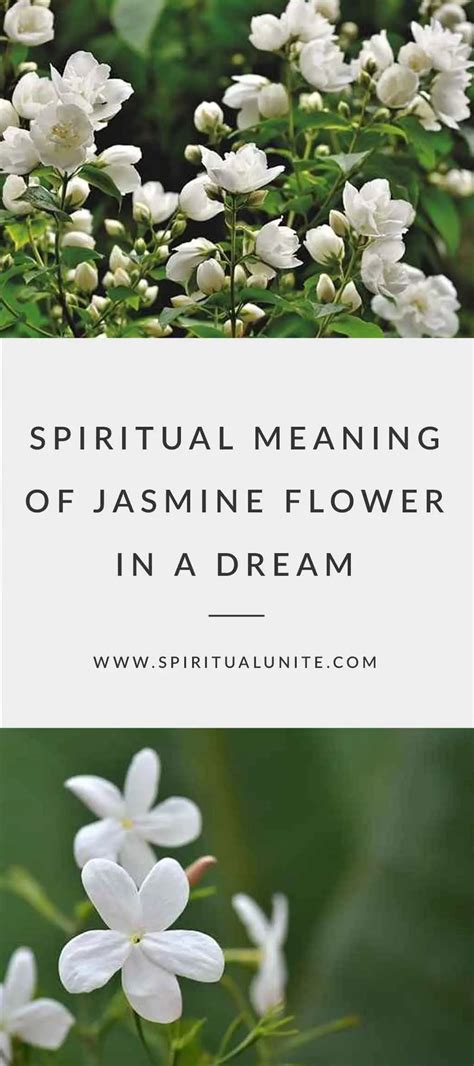 Understanding the Spiritual Significance of Jasmine in Dreams