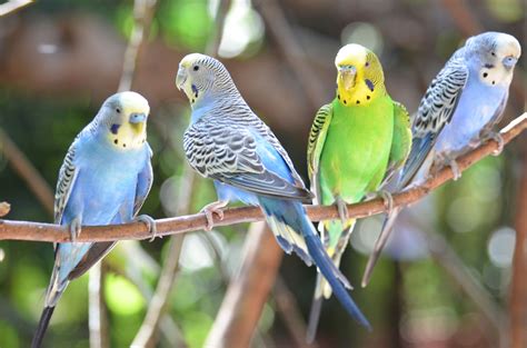 Understanding the Symbolic Aspects of Budgie-Related Dreams