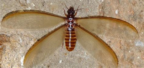 Understanding the Symbolism Behind Crimson Termites