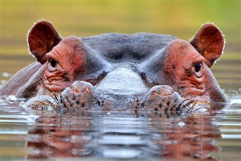 Understanding the Symbolism of Being Pursued by a Hippopotamus