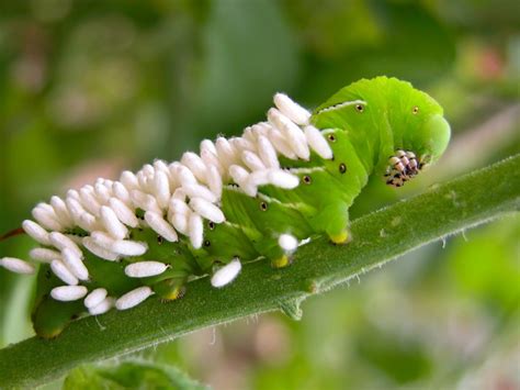 Understanding the Symbolism of Finding Larvae within the Home