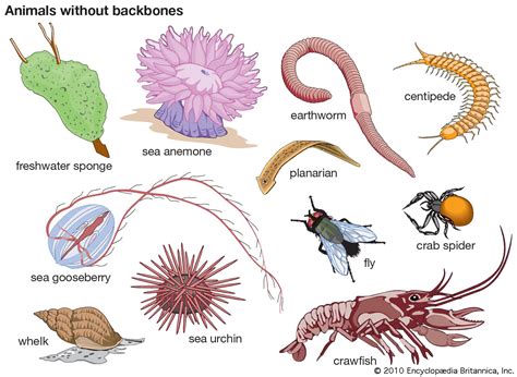 Understanding the Symbolism of Microscopic Pale Invertebrate Organisms in Dreams