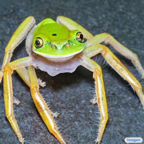 Understanding the Symbolism of Spiders and Frogs in Various Environments