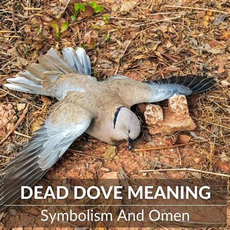 Understanding the Symbolism of a Demise in the Vision of an Ivory Dove