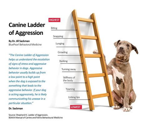 Understanding the Underlying Factors Contributing to Aggression in Canines