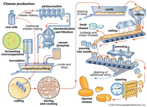 Understanding the complexities of the cheesemaking process and its influence on flavor profiles