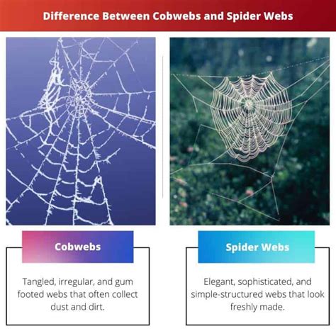 Unearthing Ties: Unveiling the Link between Spider Webs and Lingering Memories