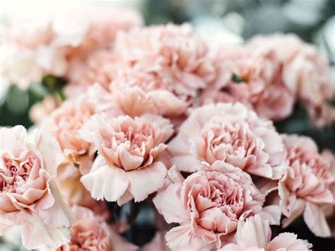 Unearthing the Rich Historical Background of Carnations