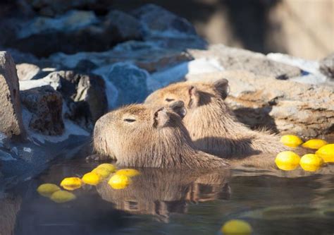 Unforgettable Encounters with Japan's Extraordinary Wildlife