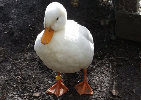 Unleash Your Creativity with the Envision of Having a Pet Duck