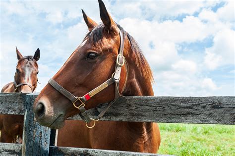 Unleash Your Passion for Equines: The Ultimate Aspiration Realized