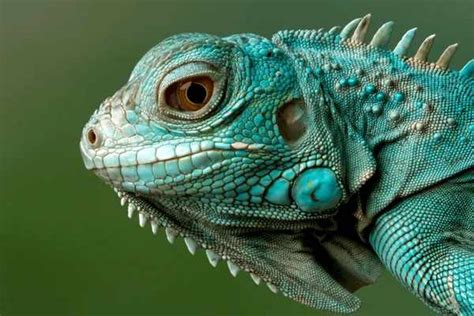 Unleashing Inner Power: Iguanas as Symbols of Strength and Transformation in Dreams