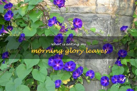 Unleashing Problem-Solving Aptitude through Morning Glory Dream Interpretation